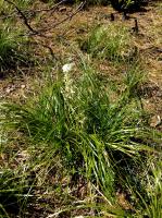 BeargrassCollectingOrleans_photo_2016-08-27_115605.jpg