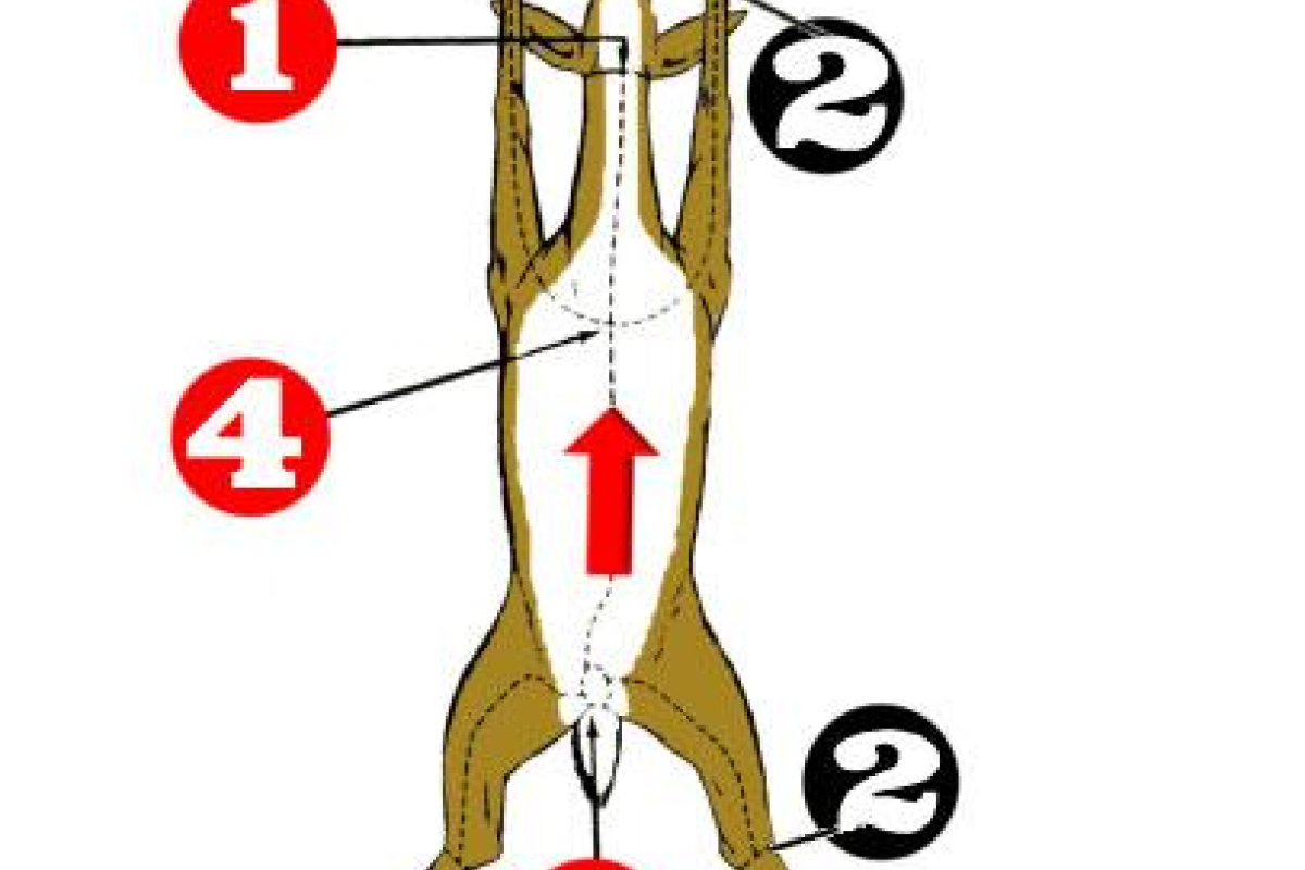 Deer How To Image.png