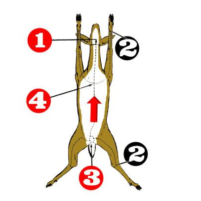 Deer How To Image.png
