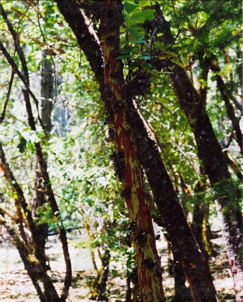 Scan of Madrone Photo by Phil Albers