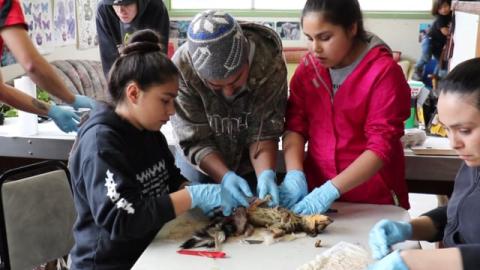 Learning the Process of Skinning and Tanning