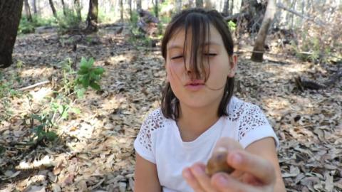 2017 Prescribed Fire Training and Acorn Harvesting [video]