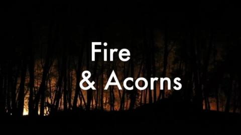 Fire and Acorns 2016
